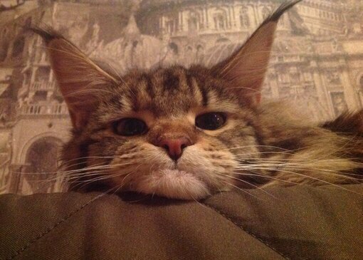 16 миловидных животных, которые своими повадками очень похожи на людей