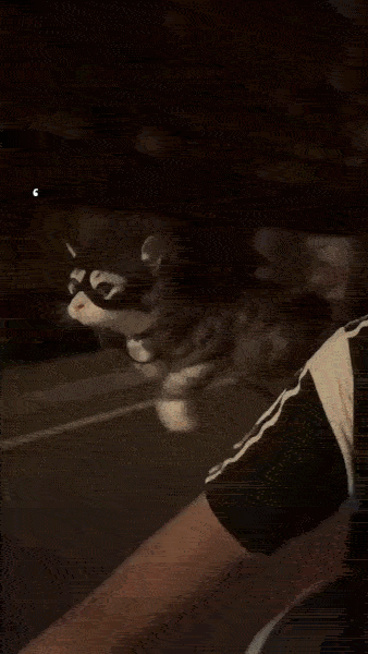 Bat-Cat3d7edda3d20e8b83e214103512202a6-4cbcf3a5-720-ezgif-com-optimize.gif
