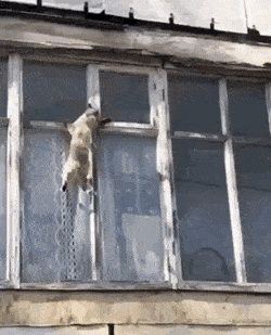 daily-gifdump-3392-23.gif