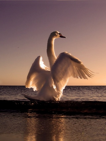 Swan-in-Water.jpg