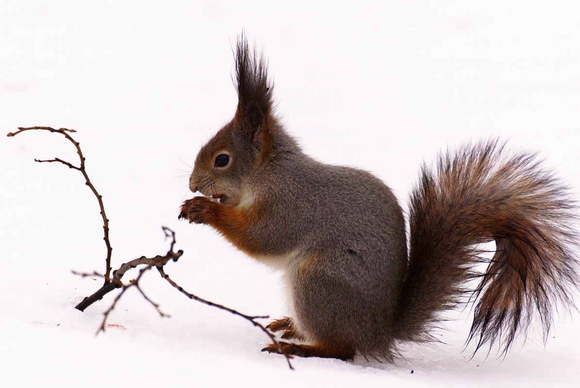 DSC07596-very_compressed-scale-1_00x-gigapixel