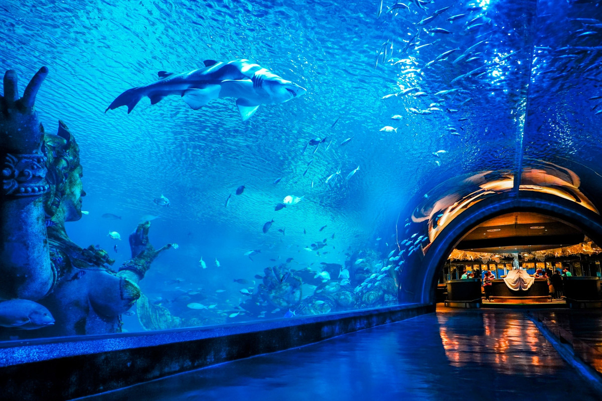 Aquarium View
