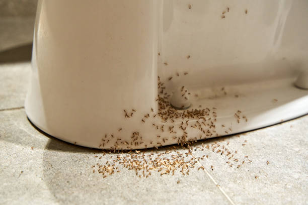 Ants in Home