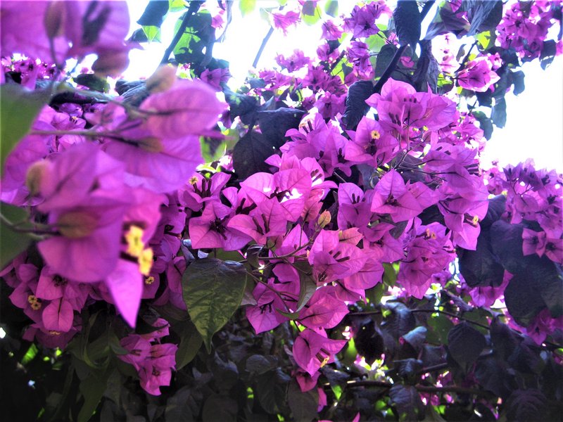 VILA-REAL-25-7-2011 - Portugal y sus pueblos-1996/2024 (3)