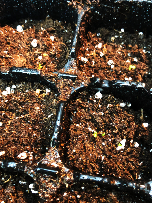 tobacco, gardening