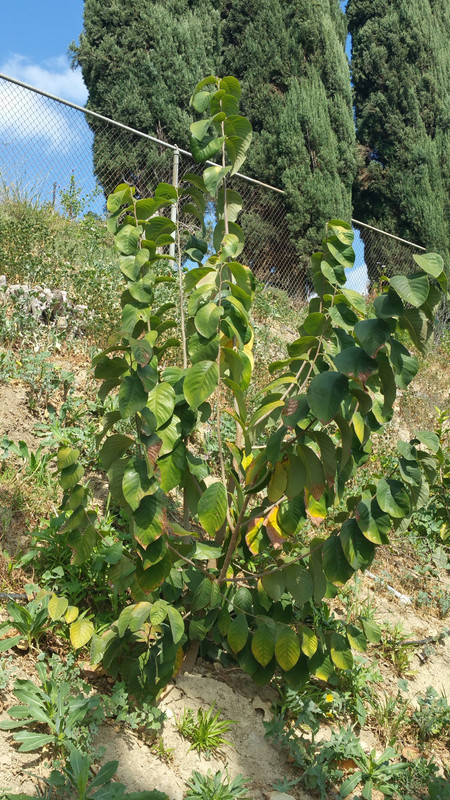 Cherimoya - Unknown - Copy