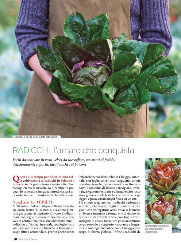 Pol Ver Set 2022 (3)