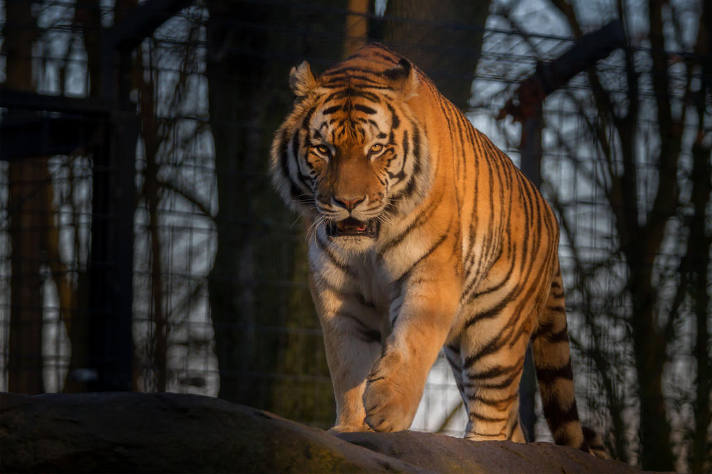 tiger-by-fotostyle-schindler-d9ld2a8-fullview.jpg