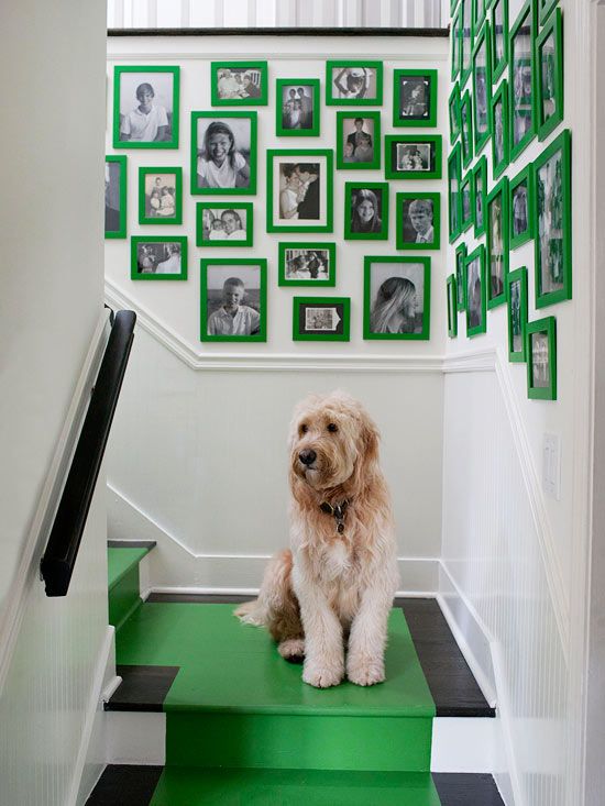 greendog-frames.jpg