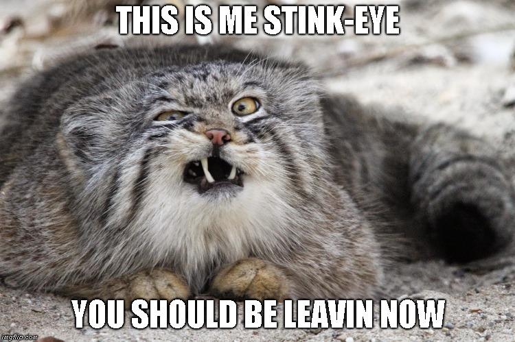 cat-this-is-me-stinkeye.jpg