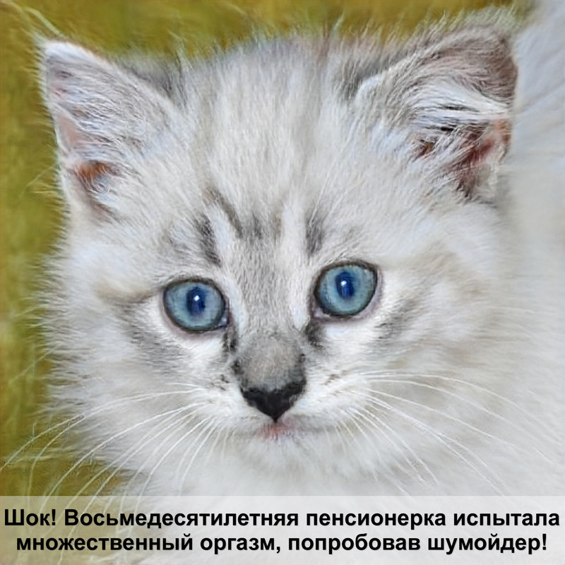 кот спит на спине