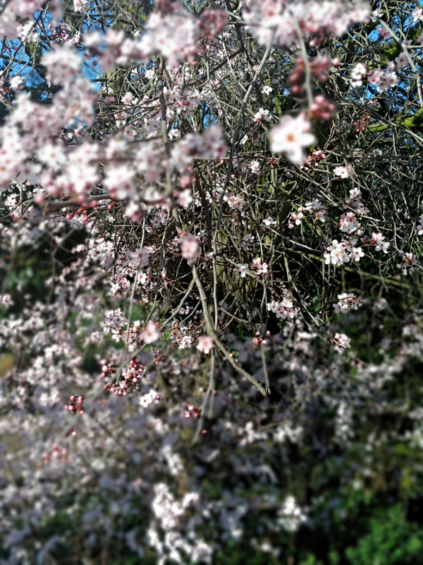 [Image: 20200323-155951.jpg]