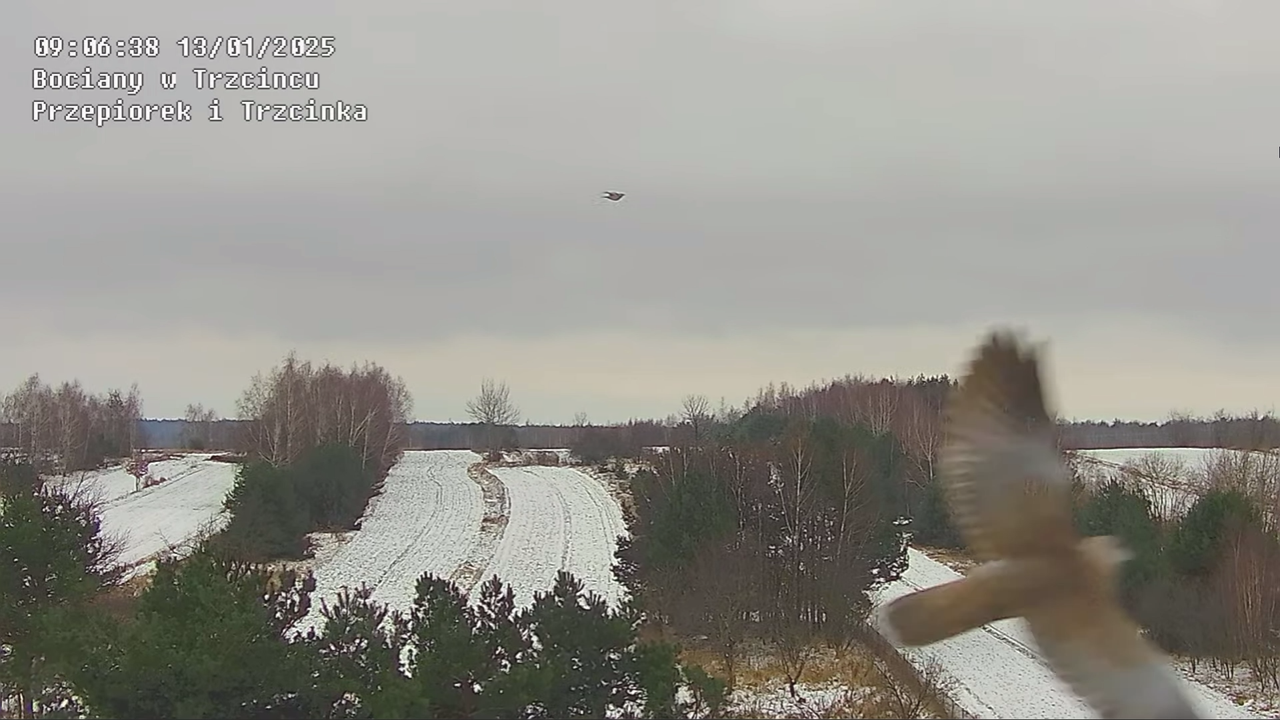 lecaptakiprzeztrzciniec (3)