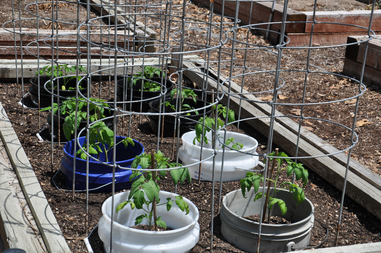 Tomatoes 04