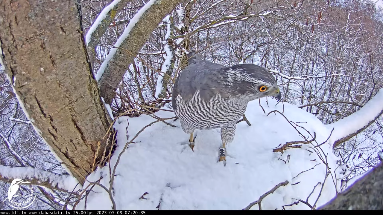 Vistu vanags (Accipiter gentilis) Rīgā - LDF tiešraide __ Goshawks, Riga, Latvia 8-2-15 screenshot
