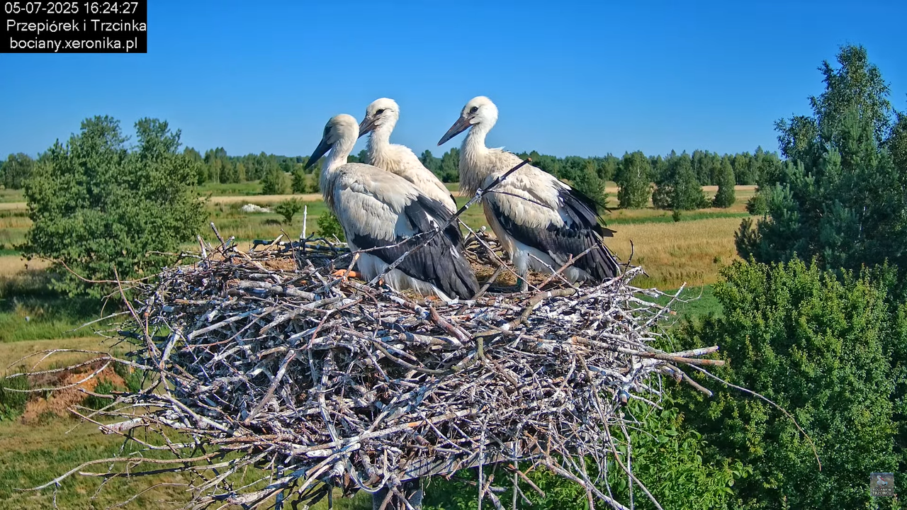 05072025bociany45