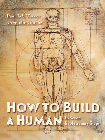 How to Build a Human: In Seven Evolutionary Steps
