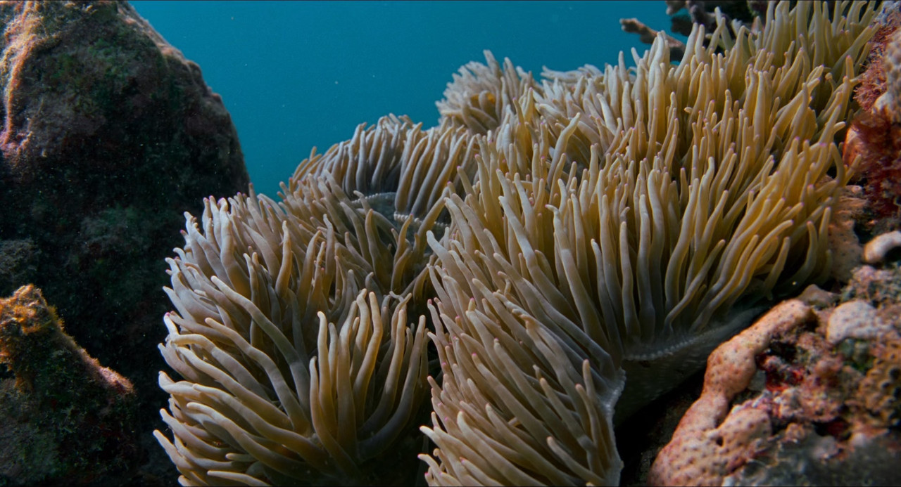 Voyage of Time - Life's Journey 2016 (1080p x265