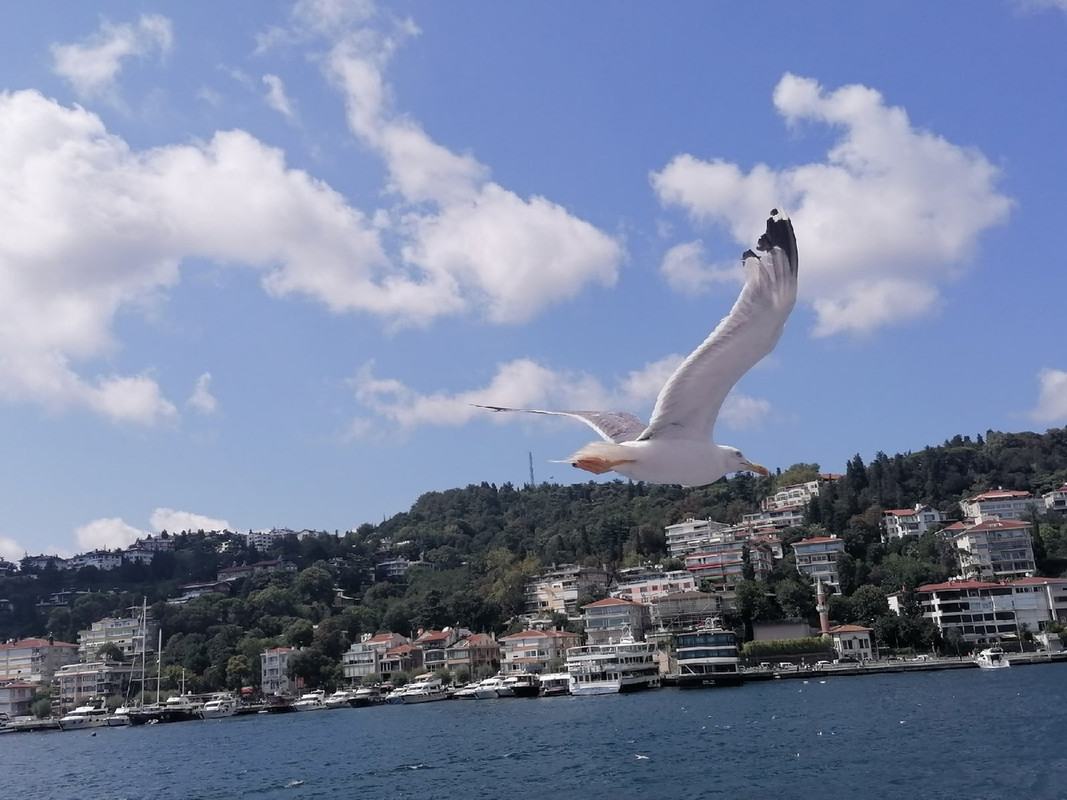 5 — Postimages