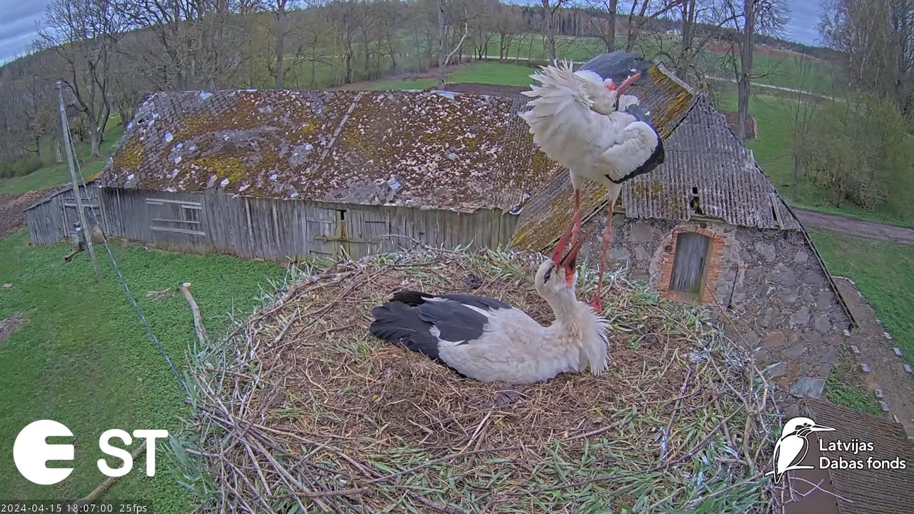 Baltie stārķi (Ciconia ciconia) Tukuma novadā - LDF tiešraide __ White storks in Tukums, Latvia 14-4