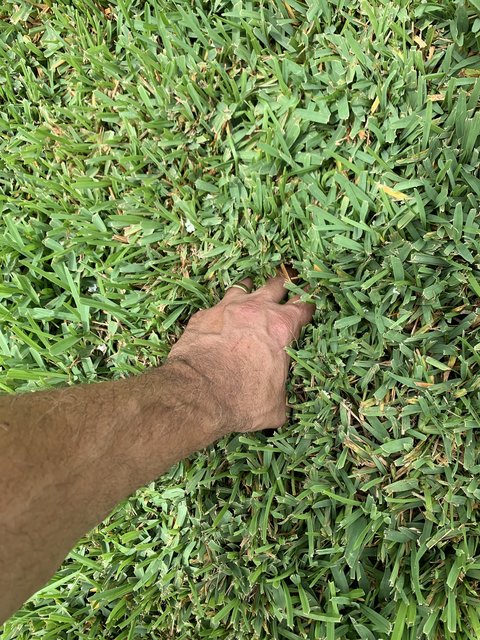 St Augustine Dense Looping The Lawn Forum