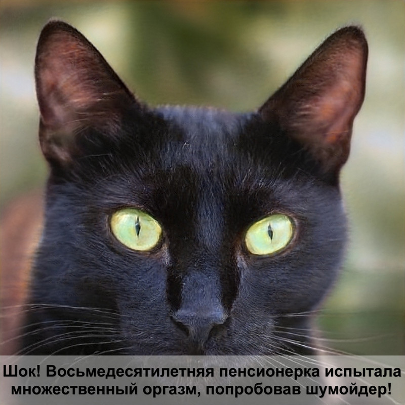 кошка черепахового окраса приметы