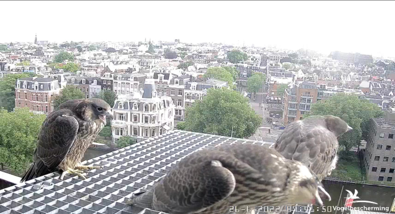 Amsterdam/Rijksmuseum screenshots © Beleef de Lente/Vogelbescherming Nederland - Pagina 33 Video-2022-06-26-094750-Moment