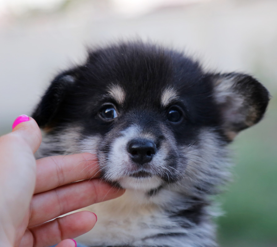 IMG_7416  9.07. 21 кобель сева