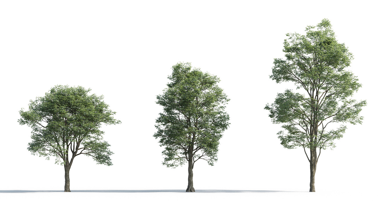 TV-cay_3dsmax_tailieukientruc (17)