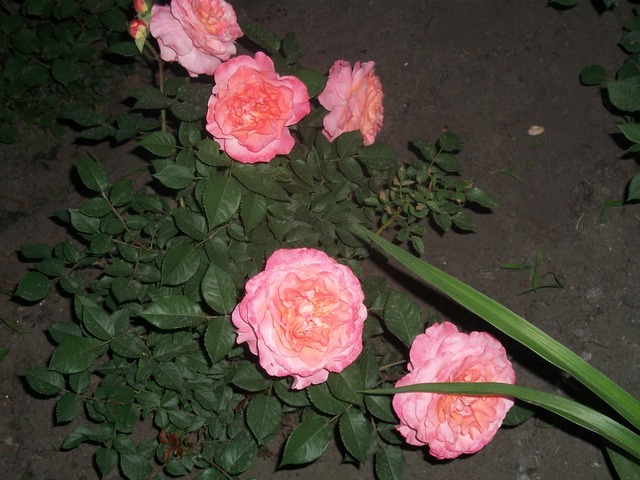 100_1810