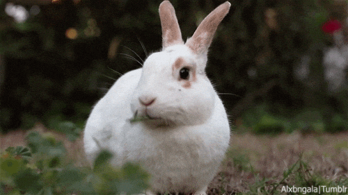 bunny.gif