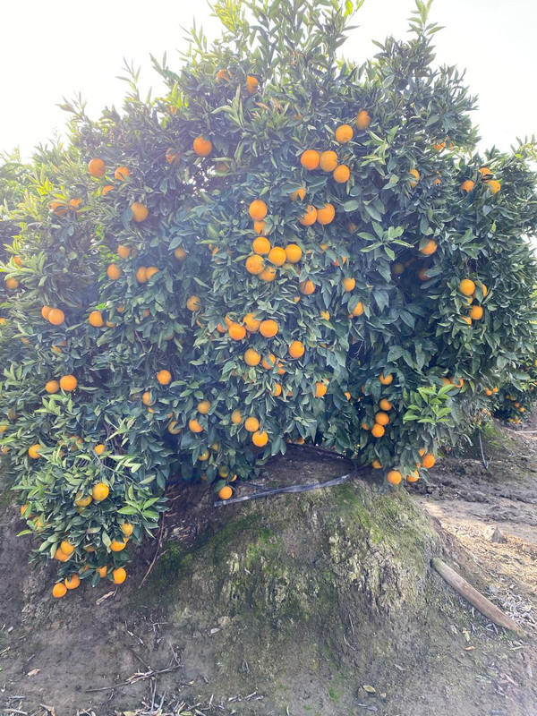 Asesoría poscosecha 1