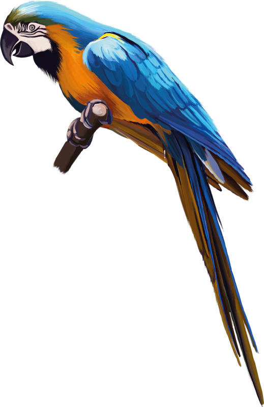 parrot-PNG96584.png