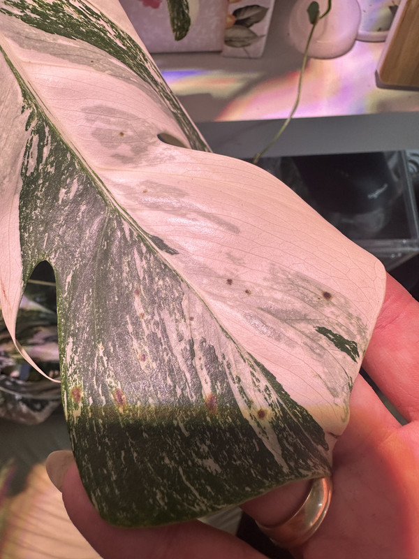 E51AD6AD-9CEB-452D-B496-8F344FF891C4