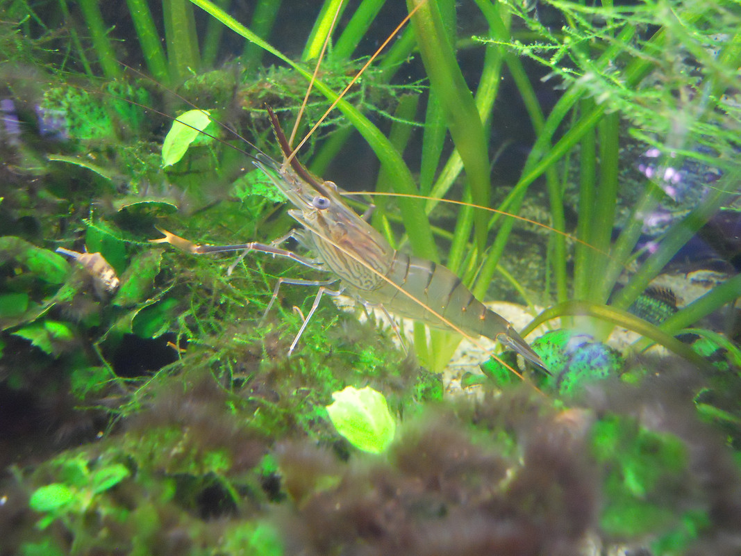 Caridina 09 luglio 2017 (1)