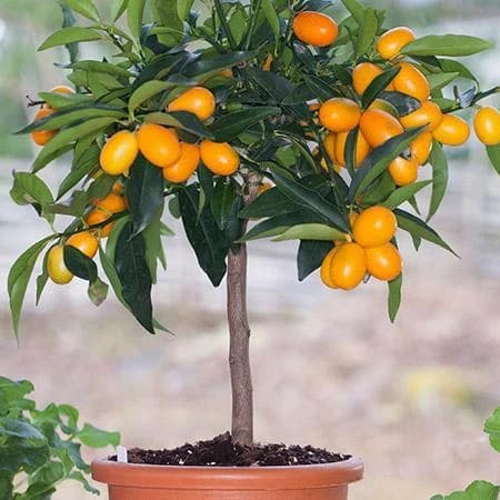 nagami-kumquat-fgt