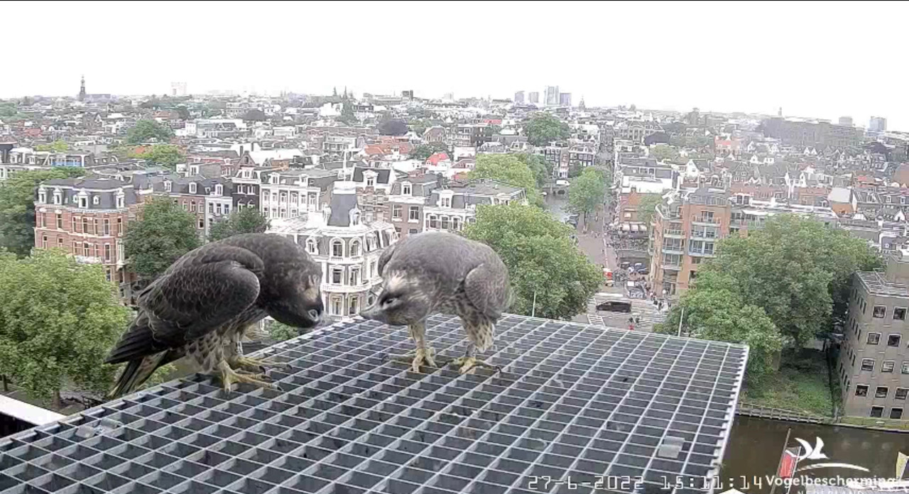 Amsterdam/Rijksmuseum screenshots © Beleef de Lente/Vogelbescherming Nederland - Pagina 33 Video-2022-06-27-151301-Moment-5