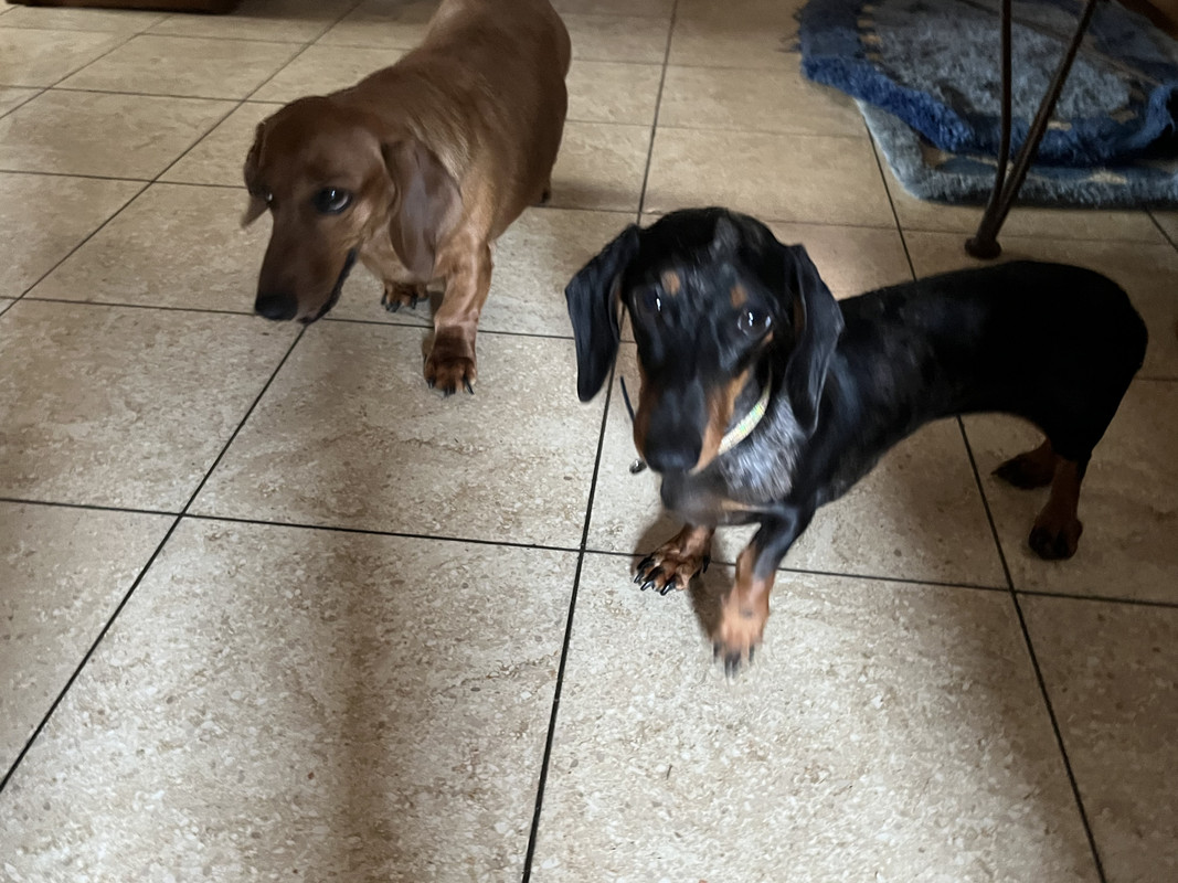 [Image: 807-AFB3-C-7479-4-FE3-ABFA-DCAF394-D64-A4.jpg]