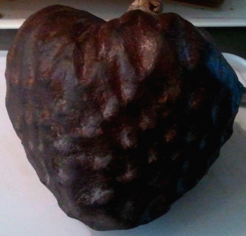 reticulata1