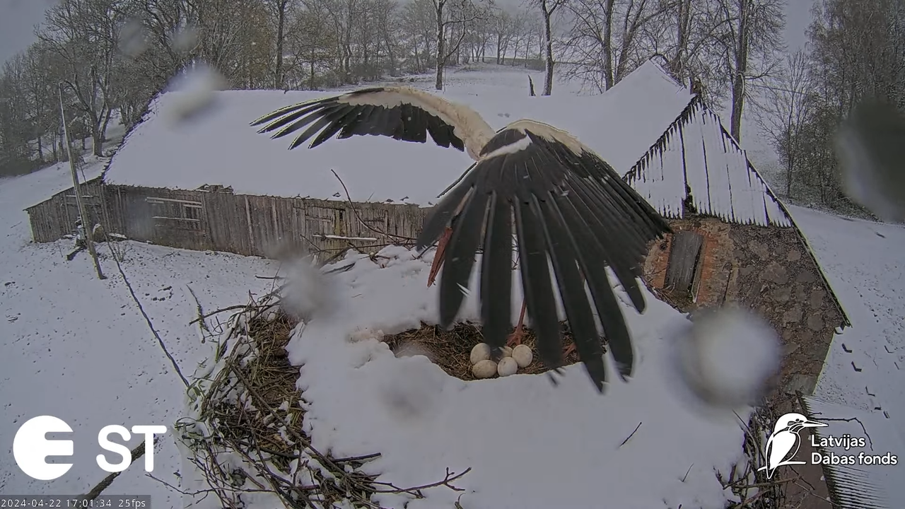 Baltie stārķi (Ciconia ciconia) Tukuma novadā - LDF tiešraide __ White storks in Tukums, Latvia 11-4