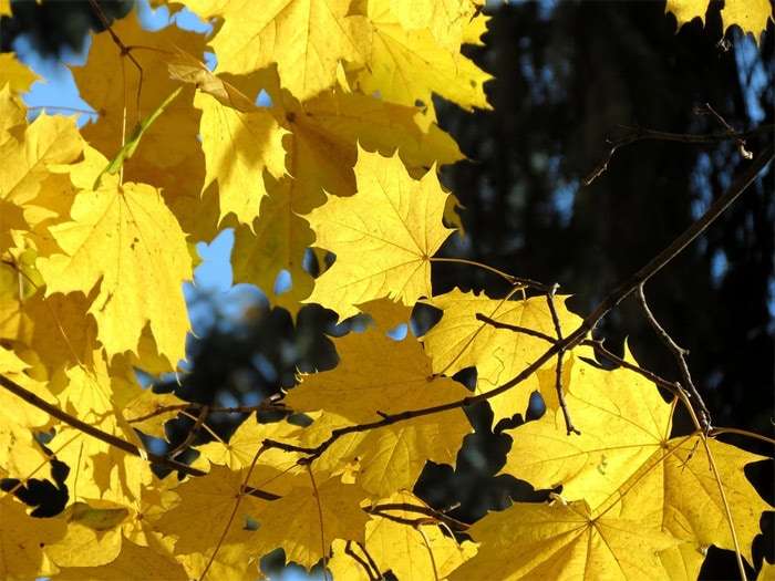 Почему листья на деревьях желтеют и опадают