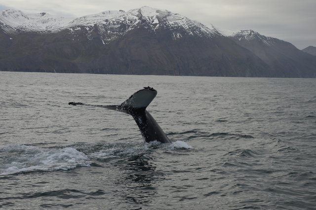 DIA 10: HUSAVIK A HVERIR - Islandia en tiempos de Covid. Y con Camper! (5)