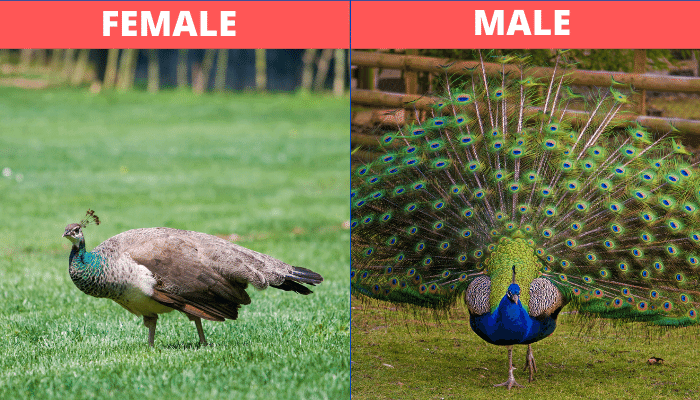 Male-vs-Female-Peacock-1-413750907