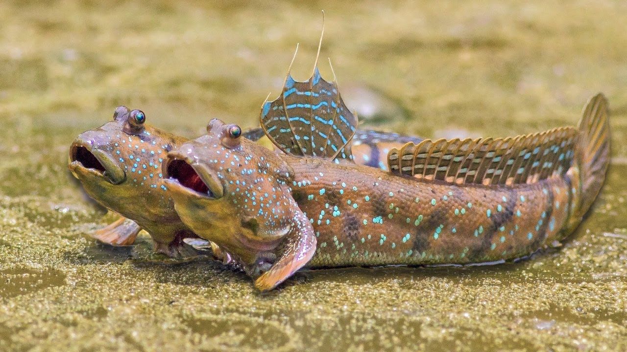 Mudskipper coppia