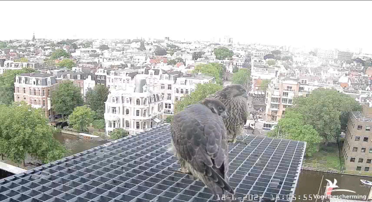 Amsterdam/Rijksmuseum screenshots © Beleef de Lente/Vogelbescherming Nederland - Pagina 29 Video-2022-06-18-180714-Moment-3