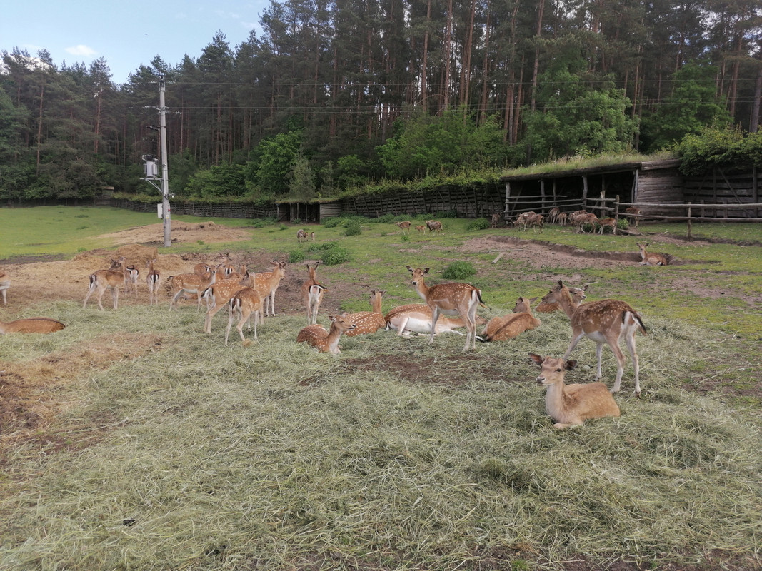 10.28 - IMG_20210604_152507 (Czesio1)