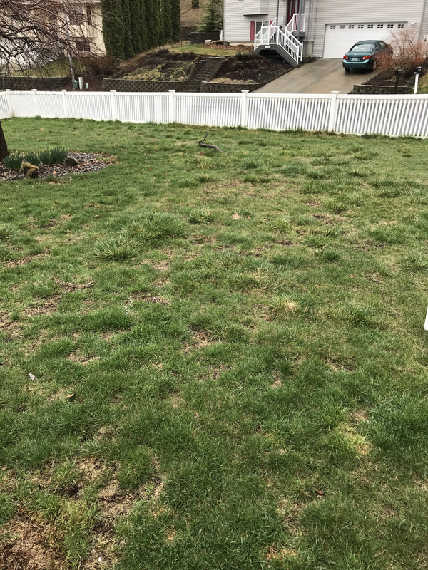 What are these bumpy grass things on my lawn? Lawn Care Forum