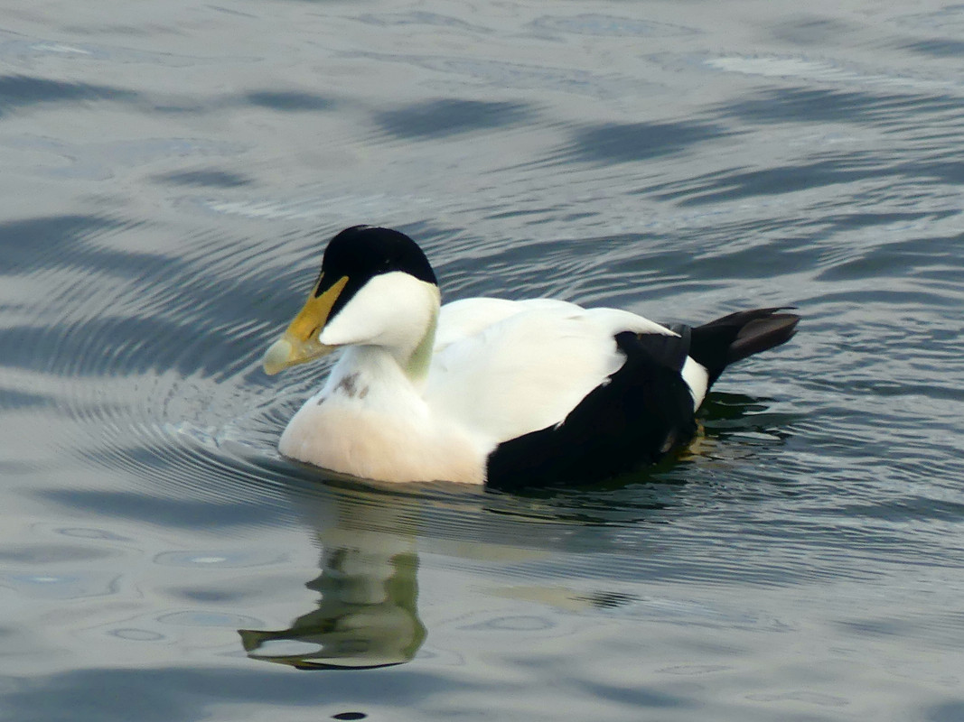 EIDER DUCK 4