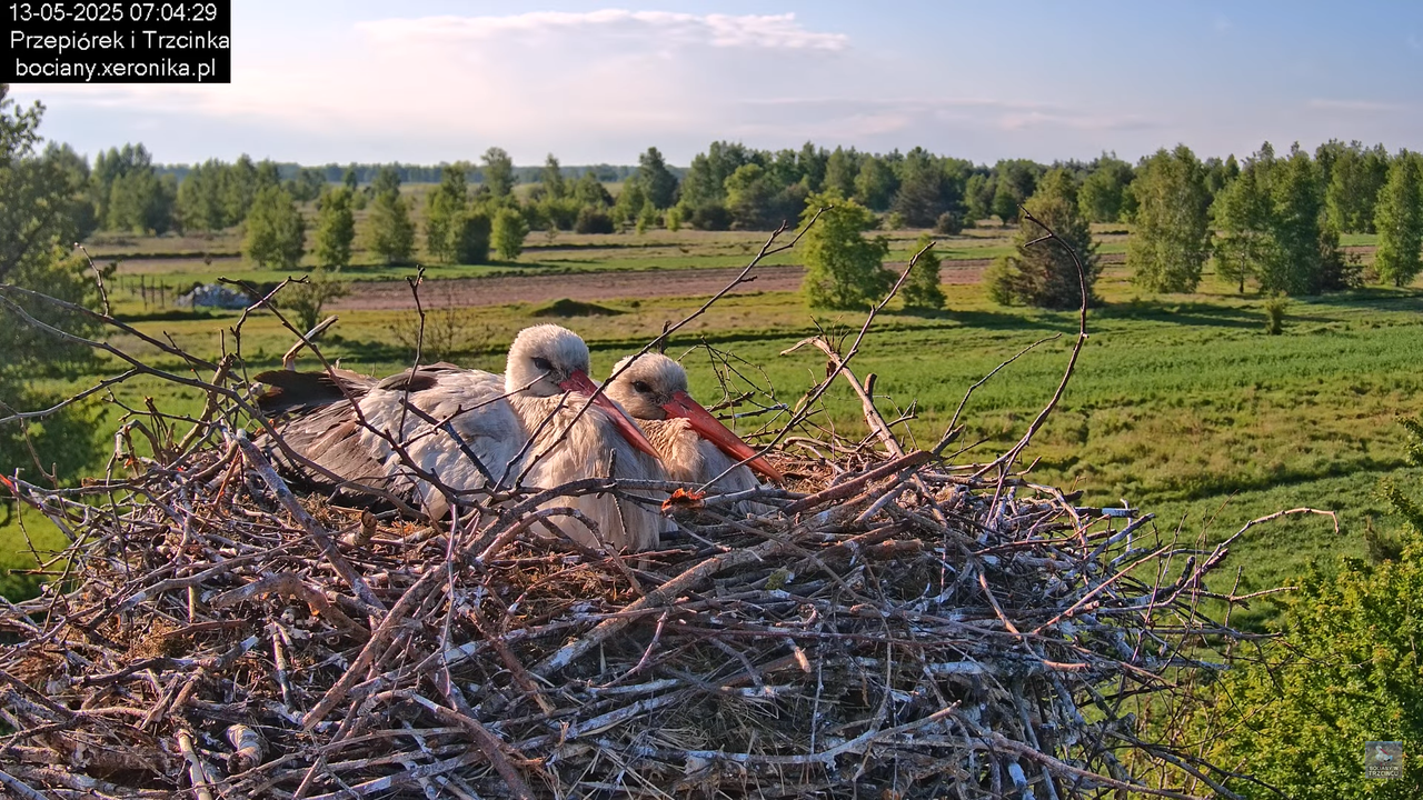 13052025bociany14