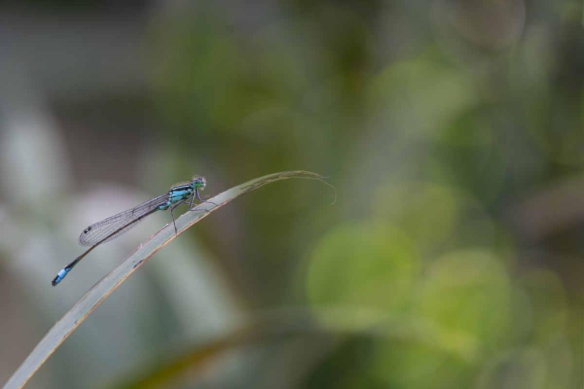 Agrion Macro082024-008-1200